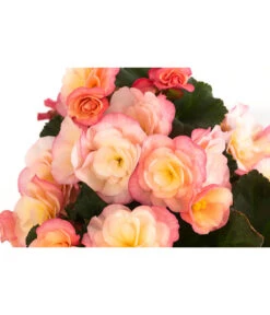 Ubbink Verkäufe -Ubbink Verkäufe 8824542 WE DE 001 HaengebegonieCreamRose