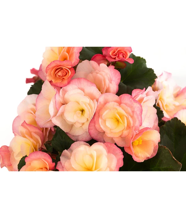 Begonie 'Cream Rose' 4 Begonie 'Cream Rose' – Bild 2