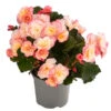Begonie 'Cream Rose' -Ubbink Verkäufe 8824542 WE FS 001 HaengebegonieCreamRose