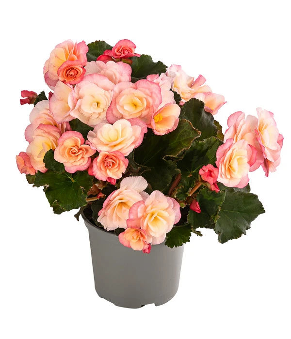 Begonie 'Cream Rose' 3 Begonie 'Cream Rose'