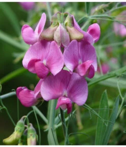 Duftwicke -Ubbink Verkäufe 8824914 WE DE 001 LathyrusOdoratusRosaPixabay