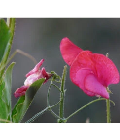 Duftwicke -Ubbink Verkäufe 8824914 WE DE 002 LathyrusOdoratusRotPixabay