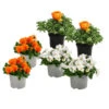 Beet- & Balkonpflanzen-Set Oranger Frühling, 6-teilig -Ubbink Verkäufe 8827974 WE FS 002 BeetBalkonsetOrange