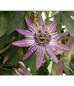 Ubbink Verkäufe -Ubbink Verkäufe X008251886 BildFS 001 BlauePassionsblumePassifloraCaerulea